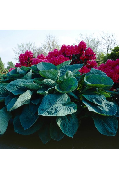 Хоста великолиста Біг Дедді